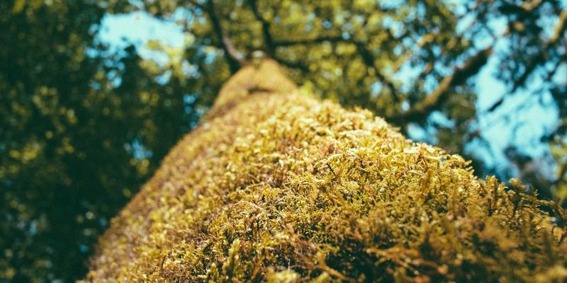 从“长征保卫”到“智能门禁”：远程办公时代安防工程的零信任网络访问（ZTNA）革命