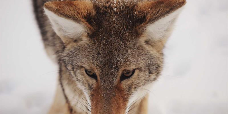 安全防护49：构建现代化安防体系，报警系统、长征保卫与门禁系统的融合之道